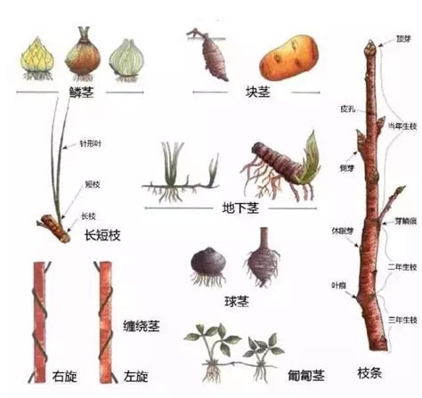 莖類植物